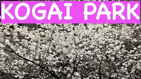 Cherry Blossoms at Kogai Park (笄町公園で夜桜）