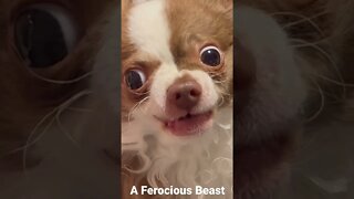 A Ferocious Beast