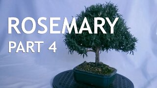 Rosemary Bonsai, from a cutting, 4