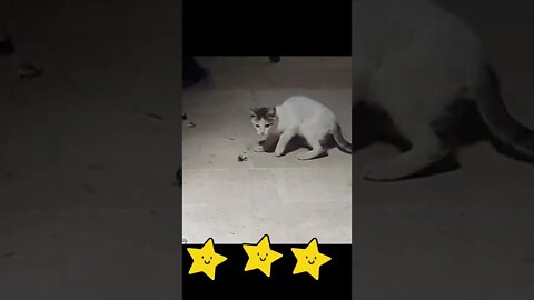 Funny cat fighting a scorpion