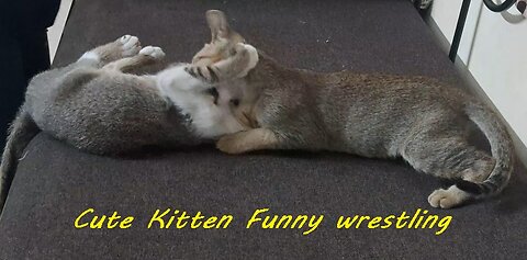 Kitten Funny wrestling - Cute