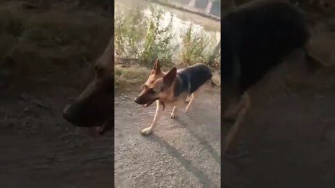 stay dogs funny video fresh mind 😂😉😊😂 #staysafe #rudrakrishna #ytshorts #dogpets #dog #animals #dogs