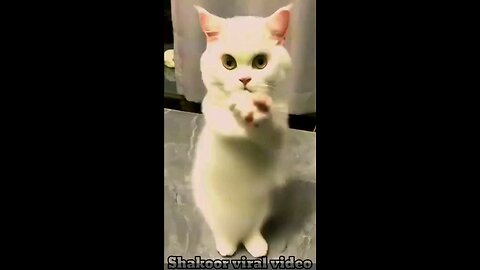 cat funny video |🥰🤣😃cat funny video