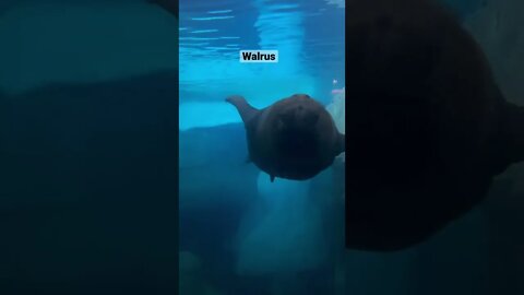 Belugas upstairs Walrus downstairs 🐳 #wildarctic #seaworld #walrus #beluga #shorts #arcticsea