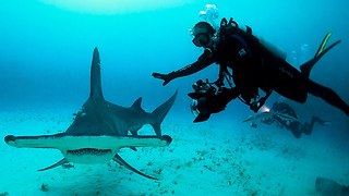 Shark Bite: Hammerhead Bares Its Teeth For Diver's Camera