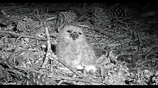 Mom's Break and An Owlet Close-up 🦉 3/3/22 18:42