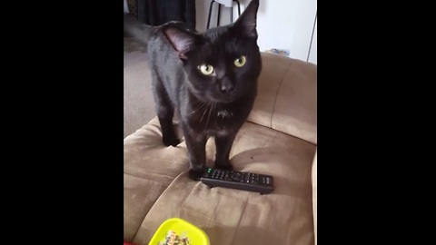 Baggy the cat absolutely loves to play fetch