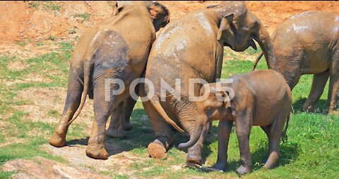 Cute Funny Elephants Rubbing Each Other In Comic Manner. Animals Relationship