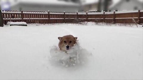 Dog rejoices as heavy winter storm blankets midwest