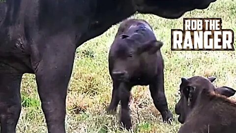 You Won't Believe What Happens To This Buffalo Calf!