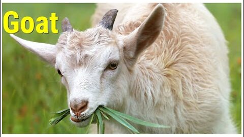 Learn the SOUNDS (VOICES) of pets: Goat