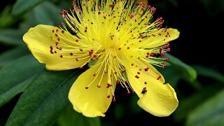 St. John's Wort