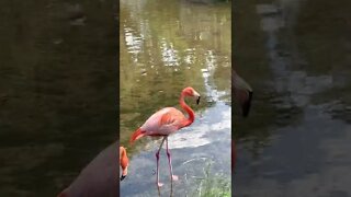 Flamingos Chilling at the Zoo