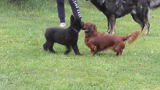 Puppy meets Dachshund, adorable playtime ensues