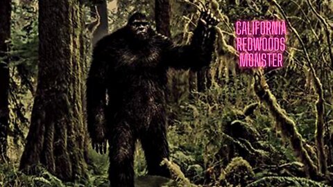 The California Redwoods Calamity - I Saw a Bigfoot