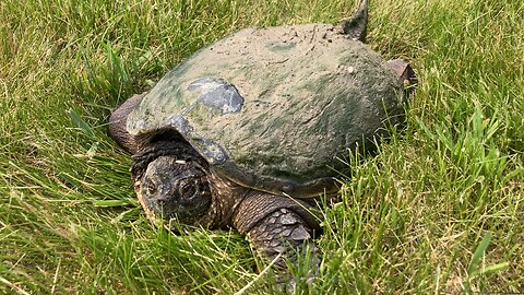 Found an alligator snapping turtle