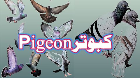 Pigeon Breed Lovers