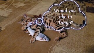 Clawhauser Tangos - with a Toy Fish