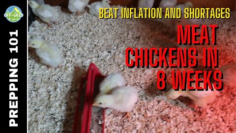 Food Shortages & Inflation - Meat Birds - Grow your own food
