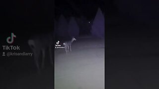 White tail deer walking across our homestead in Northern Arizona.