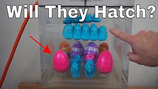 What Happens When You Put Eggs Filled With Peeps In a Vacuum Chamber? Will They Hatch?