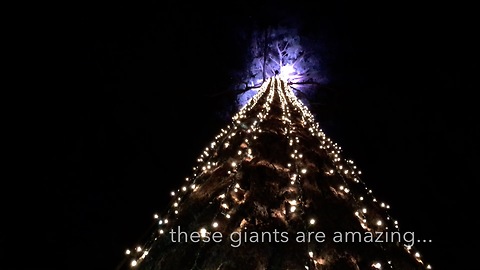 Worlds Tallest Christmas Trees at Capilano Suspension Bridge Canyon Lights