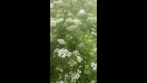 Coriander plant flower and the sound of nature