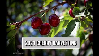 Cherry Harvesting and Preparation - Montana Living