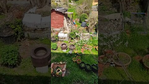 Garden overview 23 April 2023 - The plum tree is blooming - #shorts