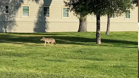 Coyote at Mammoth Hot Springs