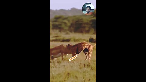 tiger 🐅 attack with Deer 🦌