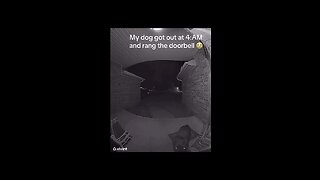 Dog rings doorbell at 4am