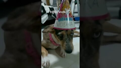 This Dog Just Turned One Year Old #shorts #hbdvodka #rescuedogs #dog