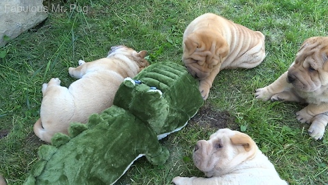 Shar Pei puppies adorably play with new stuffed animal