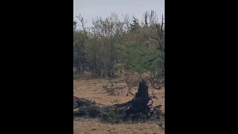 Cheetahs Catch A Warthog
