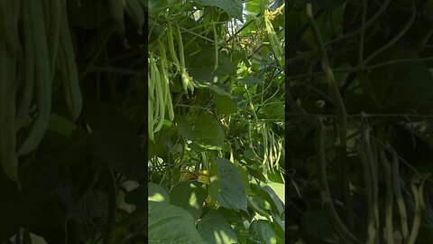 Vertically growing beans.. No bending over to pick them