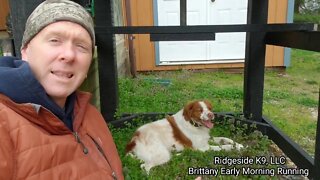 Dog Training - Brittany, Bird Dog Conditioning