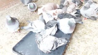 Young birds Bathing in the loft .