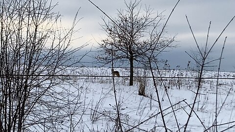 Coyote crossing my path