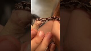 FEEDING BABY SNAKES #reptiles #herpetology #wildlife #animal #snakes #nature #cornsnake #hognose