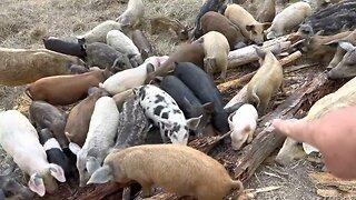 Mangalitsa Pigs Enjoy Tearing Apart Logs to Forage for Grubs