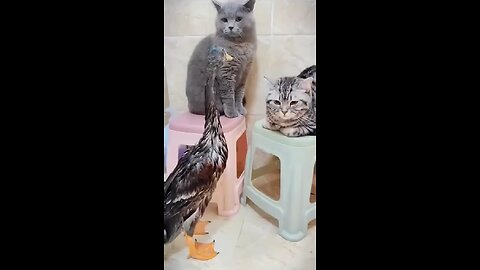 cat and duck slap video😂😂😂