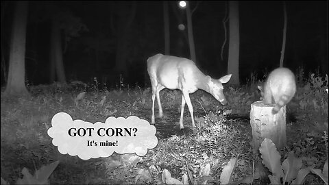 Deer steals a Racoons corn!