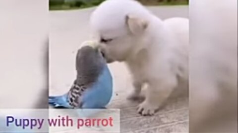 Puppy dog love with parrot