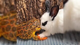 The horned frog wants to kiss the rabbit