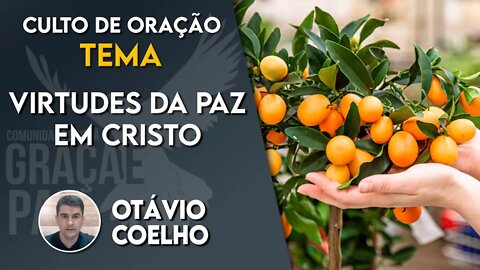 Virtudes da Paz em Cristo - Otávio Coelho #DEVOCIONAL