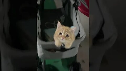 Baby Cat #funniestvideo #cat #funnykitty #kitten #viral #viralshort #trending #tiktok