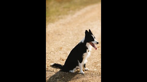 Dog Honking Nonstop In Car - TikTok Dogs (Funny Animals #362)