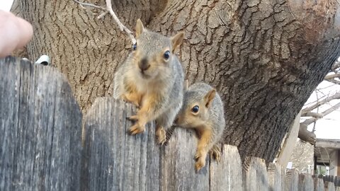 🐿Making Friends with Baby Squirrels ❤