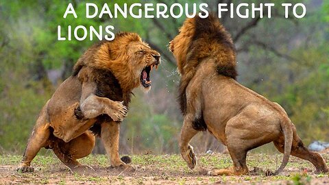 THE MOST INFLUENTIAL PEOPLE IN THE A TIGER AND MANY Lion\'s DANGEROUS FIGHT INDUSTRY